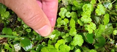 Hydrocotyle heteromeria