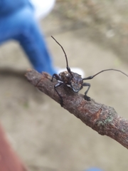 Steirastoma histrionicum