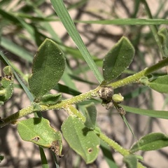 Gisekia pharnaceoides