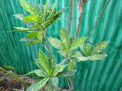 Codiaeum variegatum