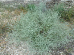 Artemisia santonicum