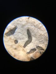 Alyxoria varia