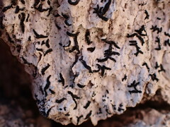 Alyxoria varia