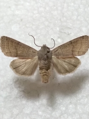 Agrochola humilis