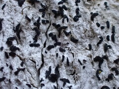 Alyxoria varia