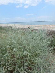 Artemisia santonicum