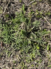 Ratibida columnifera