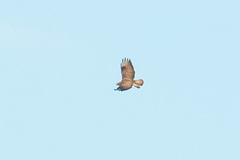 Buteo rufinus
