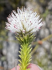 Stilbe albiflora
