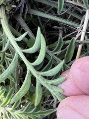 Ratibida columnifera