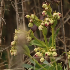 Helleborus foetidus