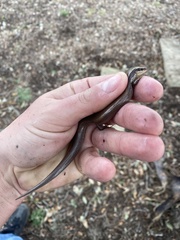 Plestiodon tetragrammus