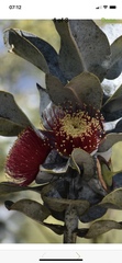 Eucalyptus macrocarpa