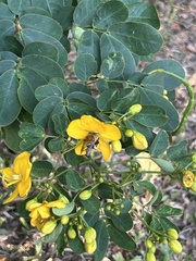 Amegilla cingulata
