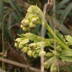 Helleborus foetidus