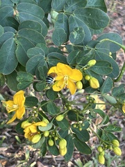 Amegilla cingulata