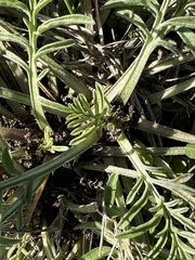 Ratibida columnifera