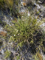 Stilbe albiflora