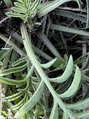 Ratibida columnifera