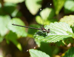 Austroargiolestes calcaris