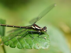 Austroargiolestes calcaris