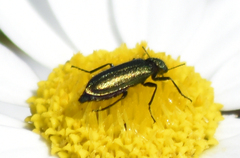 Psilothrix viridicoerulea