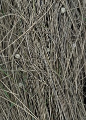 Sylvilagus aquaticus