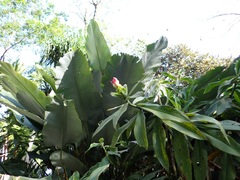 Costus guanaiensis macrostrobilus