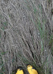 Sylvilagus aquaticus