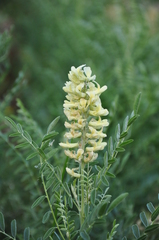 Sophora alopecuroides
