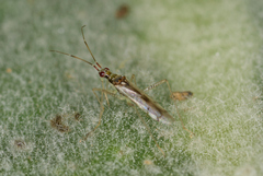 Dicyphus josifovi