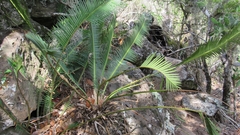 Dioon edule
