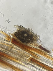 Alternaria