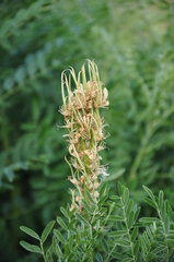 Sophora alopecuroides