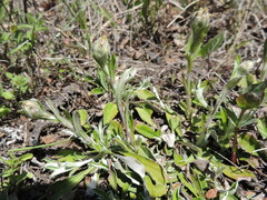 Pseudognaphalium macounii