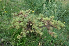 Astragalus microcephalus