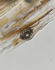 Alternaria