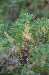 Astragalus microcephalus