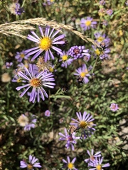 Erigeron coulteri