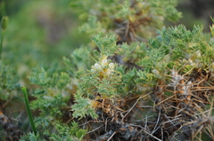 Astragalus microcephalus