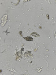 Alternaria