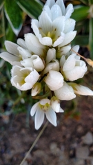Gentianella montana