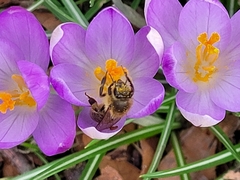 Apis mellifera