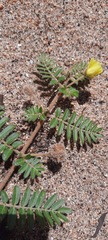 Tribulus eichlerianus