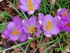 Apis mellifera