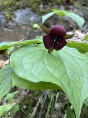 Trillium sulcatum