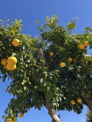 Citrus paridisi