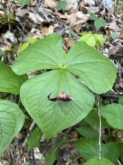 Trillium sulcatum