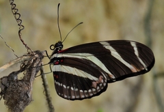 Heliconius charithonia