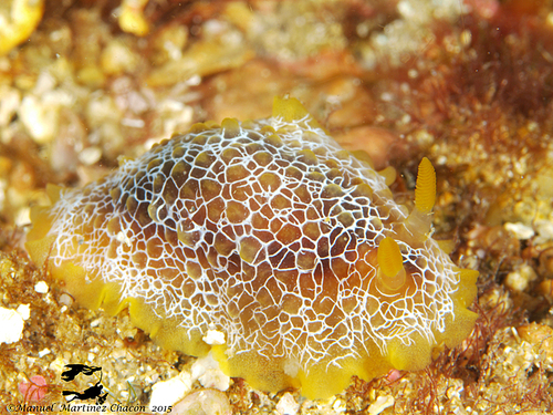 scribbled nudibranch